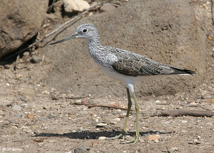   Common Greenshank Tringa nebularia     , 2009.: 